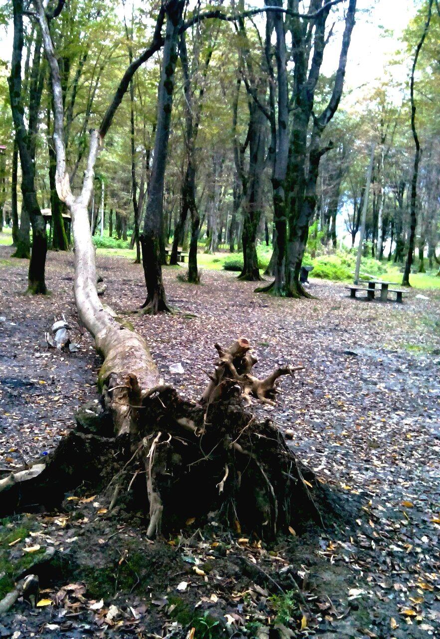 طبیعت