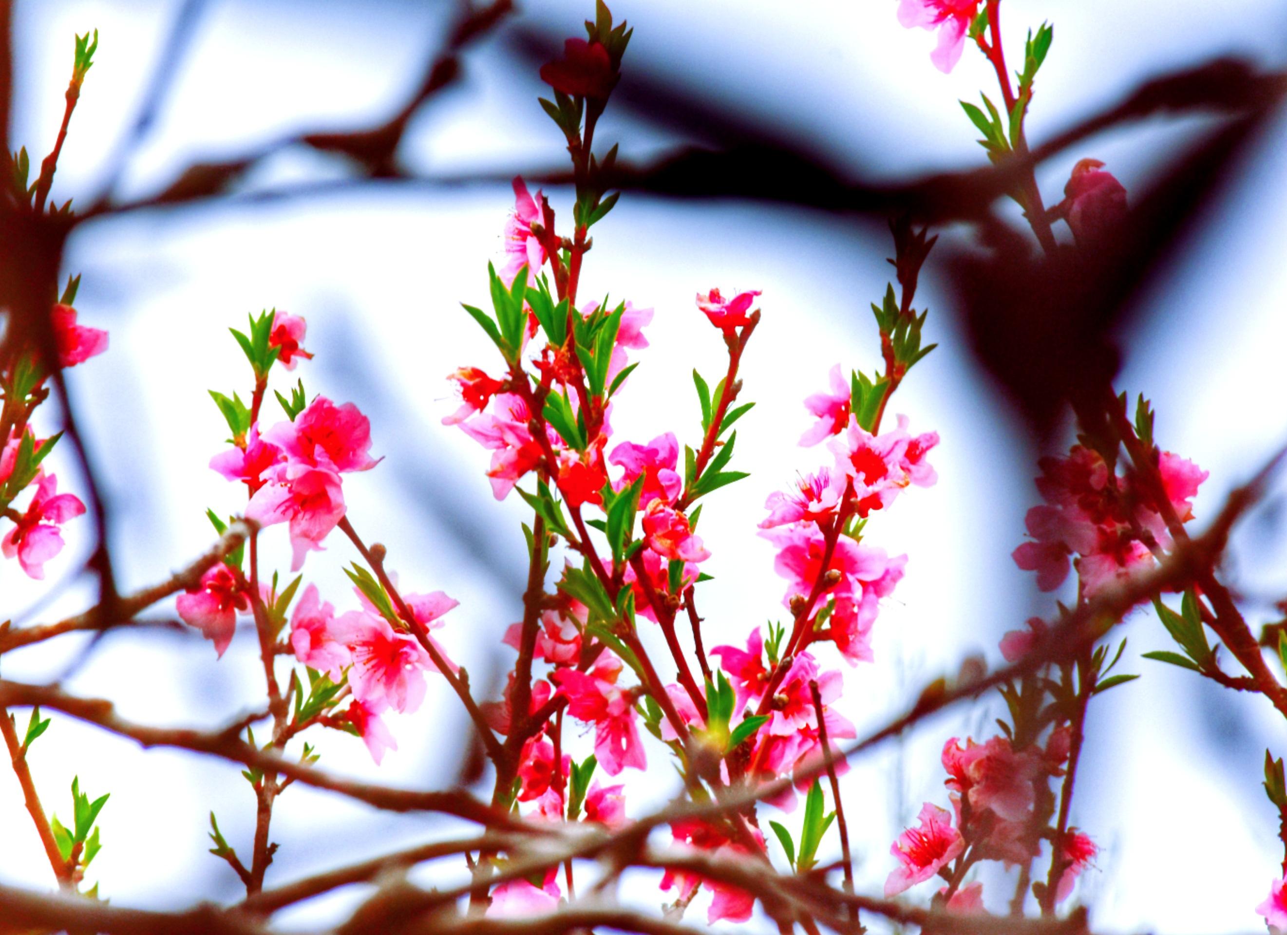 شکوفه بهاری